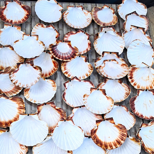 Bulk lot natural scallop - 40,