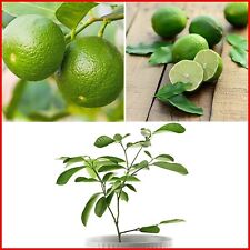 Lime Tree Plant Citrus Fruit