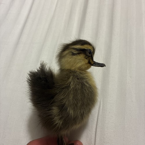 Cute taxidermy fluffy duckling - taxidermy,