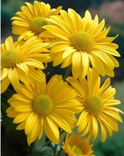 100 x Chrysanthemum  Yellow Giant Perennial Seeds
