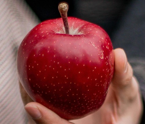 Malus red devil sweet apple - red,