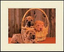 SHAR PEI  PUPPIES IN A BASKET