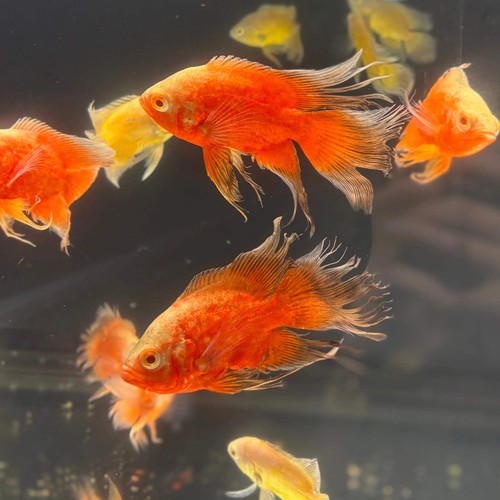 Bloody red veiltail oscar - bloody,