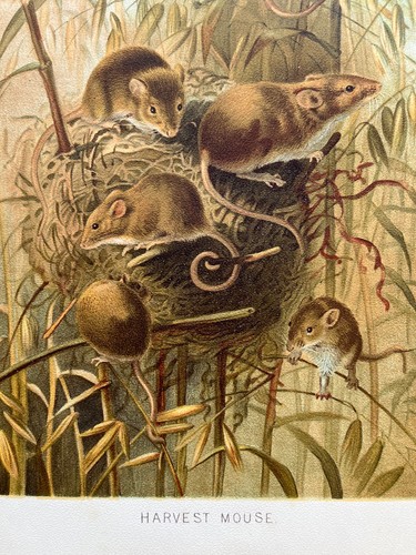 Antique chromolithograph - , of