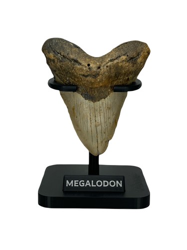 Megalodon tooth display stand - tooth,