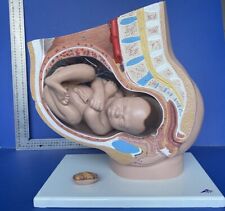 3B Scientific Pregnancy Pelvis Anatomy Model (3 Parts)