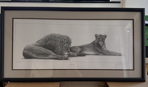 Gary hodges savannah lion - 'savannah,,