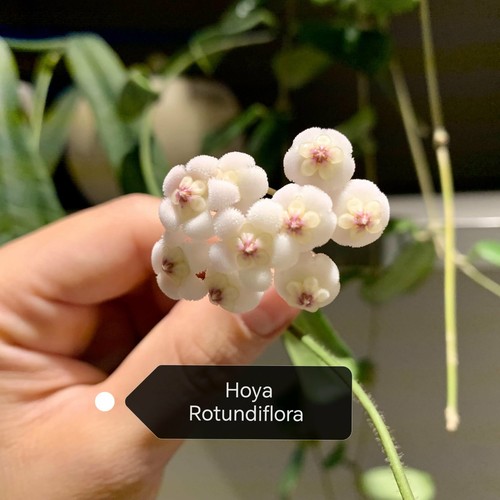 Hoya rotundiflora unusual rare - hoya,