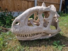 Majungasaurus skull Full Size!! Replica Dinosaur Skull