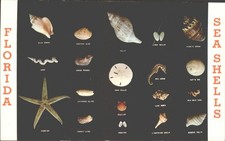 SEA SHELLS FROM FLORIDA