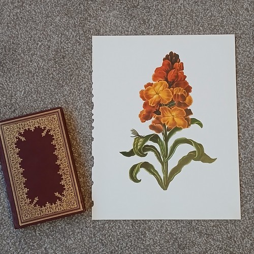 Vintage 1979 wallflower - 1979,