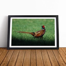 Pheasant Bird Wall Art Print