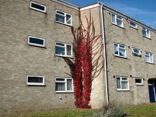 Photo 6x4 virginia creeper - photo,
