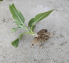 10 Jerusalem Artichoke