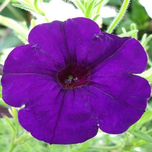 Petunia limbo deep purple - f1,