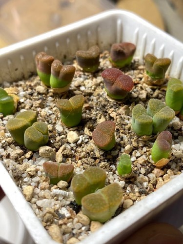 Mixed conophytum friedrichiae - mixed,