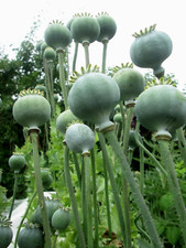 GIANT RED POPPY 200 SEEDS -
