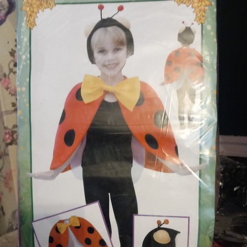 Ladiebird bug insects - ladiebird,