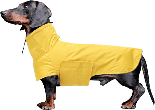 Dachshund raincoat miniature - dachshund, raincoat,miniature