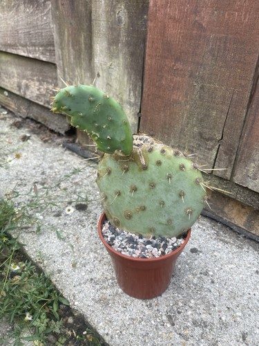 Opuntia prickly pear cactus - sp,