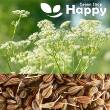 ANISE SEEDS - HERB PLANT TO