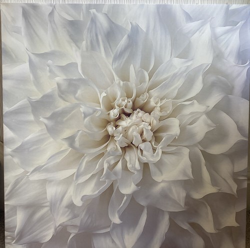 Wall art chrysanthemum - chrysanthemum, cream