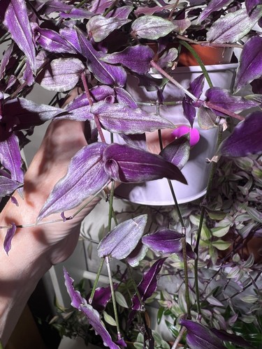 Gibasis pellucida purple - 8,