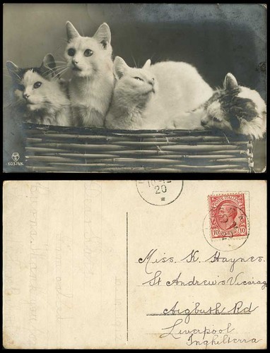 Beautiful cats kittens a - cats, in