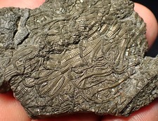 Detailed pyrite crinoid fossil