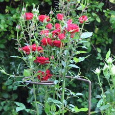 Curved Spiral Steel Plant Supports, Set of 3, 106cm Tall, Ready to Rust, Durable