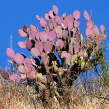 Opuntia Santa-rita - 10 Seeds