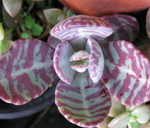 Kalanchoe humilis exotic - , color