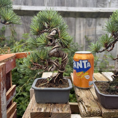 Japanese white pine bonsai - japanese,