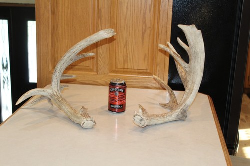 Droptine drop tine whitetail - droptine,