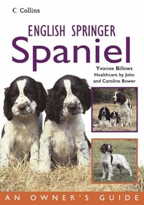 English springer spaniel - springer,