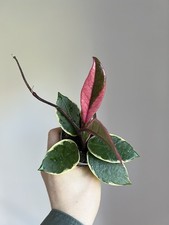 Hoya Carnosa Flamingo Dream