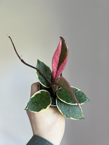 Hoya flamingo dream