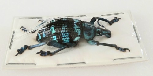 Eupholus chevrolati teal black - chevrolati,