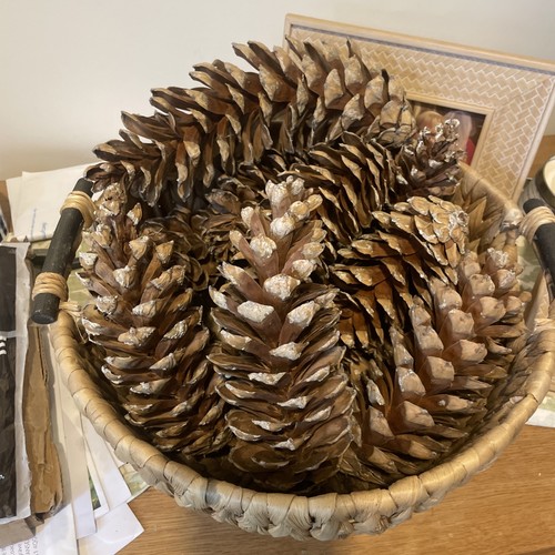Pine cones extra large - large, to