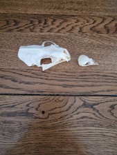 Mink And Village Weaver Skull