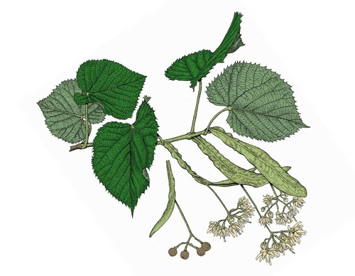 Tall tilia americana - tilia,