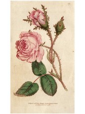 BEST & RAREST!  1788 Curtis