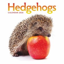 Hedgehogs Calendar 2026 -