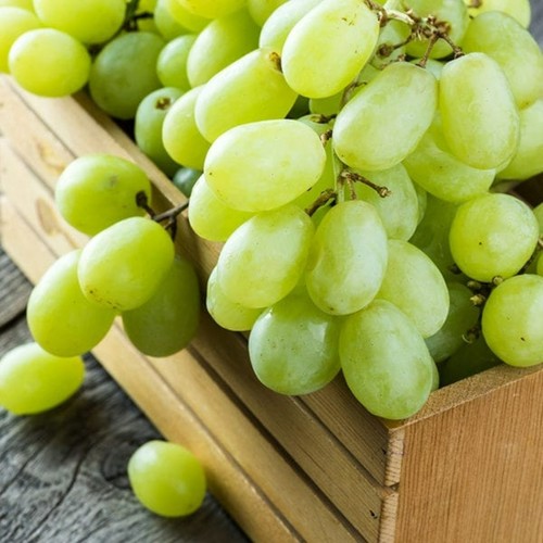 White grape vine plants - grape,