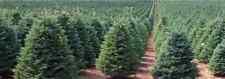 50 x Noble Fir Christmas tree seeds..