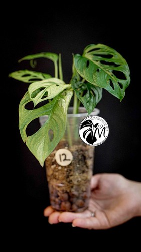 Monstera adansonii albo - monstera,