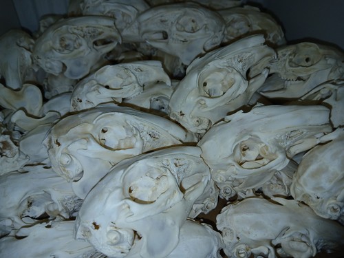 Genuine domestic rabbit - , skull