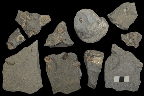 Unprepared ammonite - unprepared,