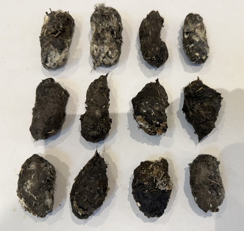 Wild barn owl pellets - pellets, x