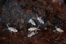 springtails starter kit